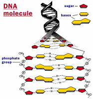 структура молекулы ДНК