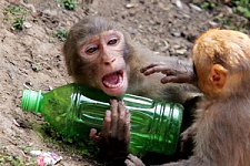 медицина США, обезьяны, мартышки, исследование, алкоголизм, алкогольная зависимость