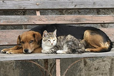 приюты для животных, зоозащита, ветеринарное законодательство, Дмитрий Кузин бродячие собаки
