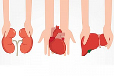 пересадка органов, трансплантология, донорство органов, пересадка печени, трансплантация, ВМП