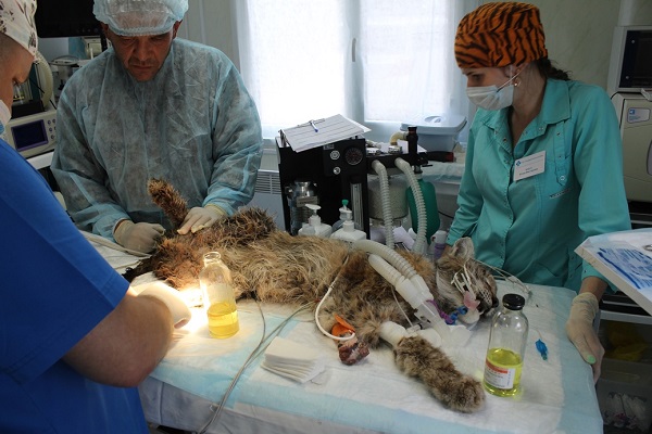 Владивостокская ВСББЖ, лечение животных, спасение рыси