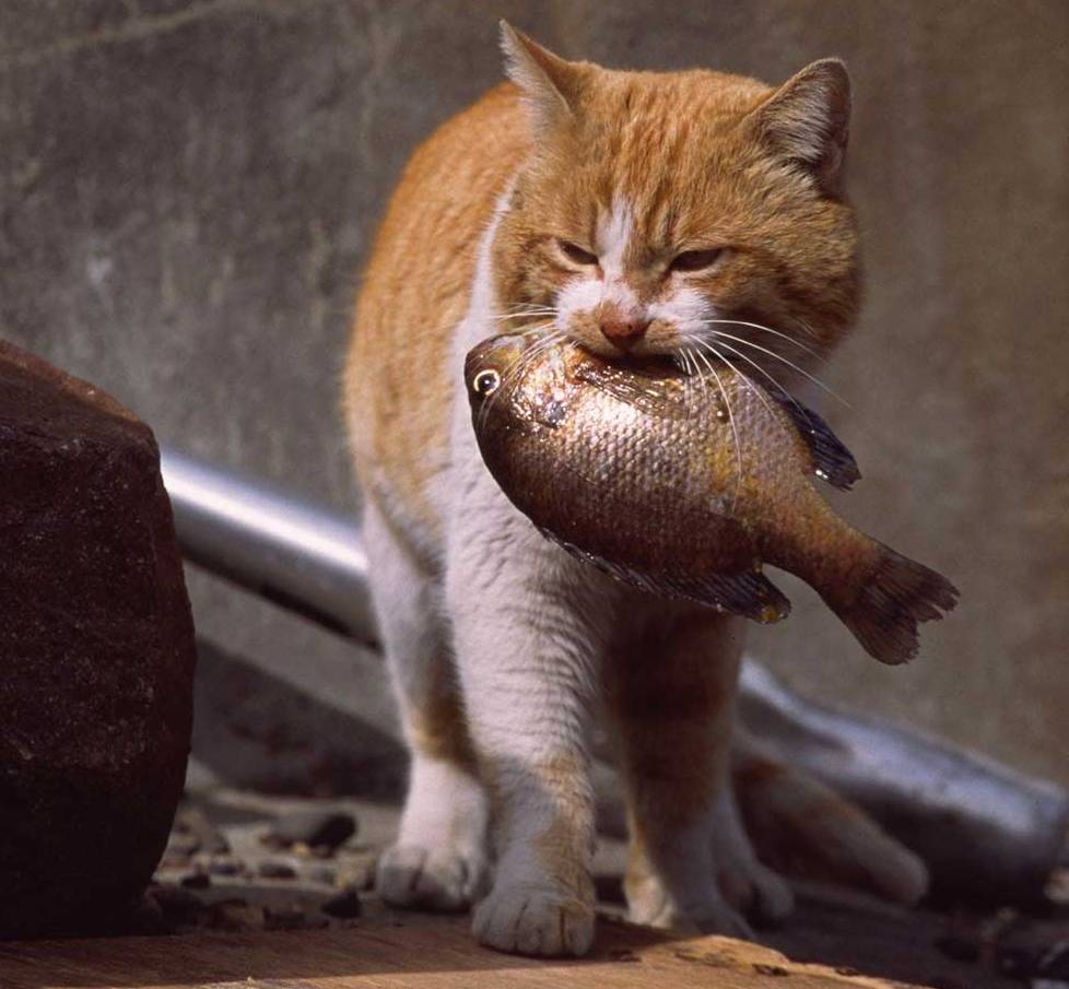 Кошка ест рыбу