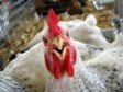 В Японии из-за птичьего гриппа уничтожили 42 тыс. кур