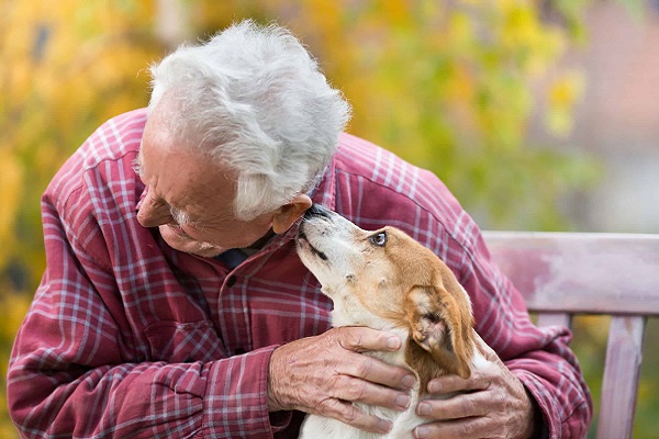 собаки, пенсионеры, ликбез, домашние животные, пожилые люди, старость в радость
