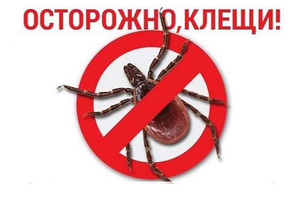 Клещи, клещевой энцефалит, КВЭ, Роспотребнадзор, Лаборатории Приморья
