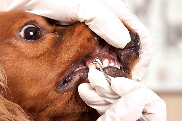 ветеринарная стоматология, собаки, зубные протезы в ветеринарии