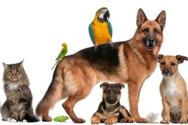 ветеринарное законодательство, ветеринария, зоозащита, кошки, собаки, зоомагазины, ветправо, торговля животными