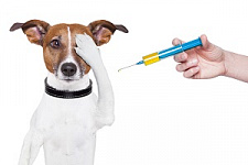 Россельхознадзор, вакцина от коронавируса, вакцинация животных, кошки, собаки, коронавирус, COVID-19, Карнивак-Ков
