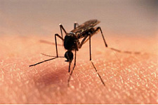 В Амурской области три человека заболели лихорадкой денге