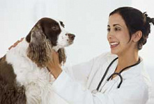 Советы ветеринарного врача