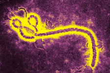 Лихорадку Эбола оценили в 1 млрд долларов