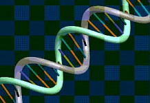 Обнаружены 7-е и 8-е основания ДНК