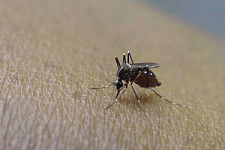 С вирусами будут бороться комары-мутанты
