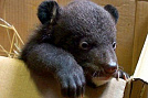 Крошку-медвежонка спасли в Приморье