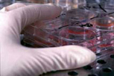 Стволовые клетки получены путем клонирования человека