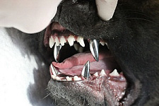 ветеринарная стоматология, собаки, зубные протезы в ветеринарии