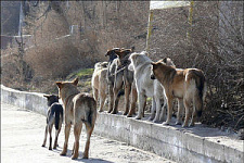 Бездомных собак во Владивостоке начнут отлавливать после определения подрядчиков