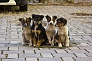 Бродячие собаки обретут дом в Приморье