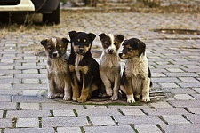 приюты для животных, зоозащита, ветеринарное законодательство, Дмитрий Кузин