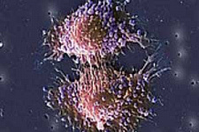 Найденный на поверхности раковых клеток белок помог доставить лекарство в опухоль