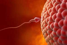 Ученые вырастили яйцеклетки и сперматозоиды из стволовых клеток