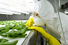 Калифорнийцы проголосовали против обязательной маркировки ГМО