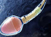 Британские ученые вырастили сперматозоиды в лаборатории