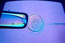 Пульсации показывают, у каких эмбрионов больше шансов на успех при ЭКО