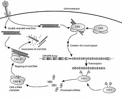 Схема технологии редактирования генома CRISPR (Wikepedia.org).