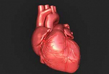 Как работает сердце человека?
