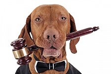 ветеринарное законодательство, ветеринария, кошки, собаки, домашние животные, зоозащита