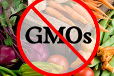 Сенсационное исследование о вреде ГМО оказалось фальшивкой