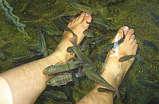 Fish-spa, или пилинг живыми рыбками