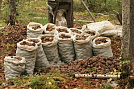 Увеличился объем экспорта кедровых орехов из Приморья