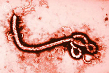 В Либерии из больницы сбежали пациенты с лихорадкой Эбола