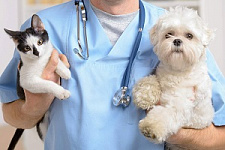 ветеринарное законодательство, ветеринария, ветеринарные клиники, ветлечебницы