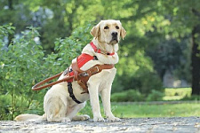 собака-поводырь, собака-проводник, ветправо, технические средства реабилитации, ТСР, инвалиды, инвалиды по зрению, инвалидность