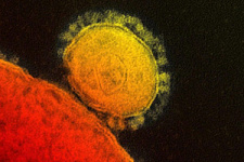 Приморье для коронавируса – под надежным щитом?
