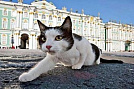 Одно из самых кошачьих мест нашли в России