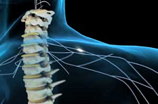Восстановление поврежденного спинного мозга возможно