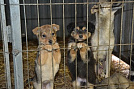 Более 3,8 тысячи бродячих собак отловят в Приморье 
