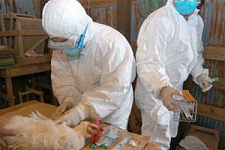Число заболевших птичьим гриппом китайцев приблизилось к 40 