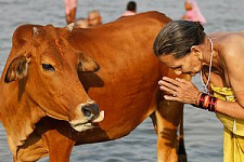 Индия - самое опасное место с точки зрения болезней, передающихся от животных