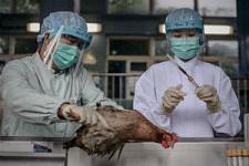 Эксперт из США: опасен ли птичий грипп H7N9 (видео)