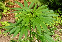 Госдума запретила пропаганду медицинского применения наркосодержащих растений