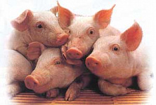 Россия первой в мире разрешила пересаживать людям клетки свиней