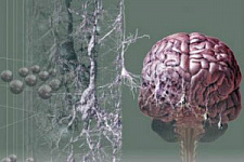 Американцы предложили новую гипотезу болезни Альцгеймера