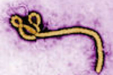 ВОЗ отреагировала на лихорадку Эбола с опозданием в два месяца