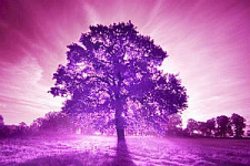 Сегодня во всем мире отмечается «Фиолетовый день»