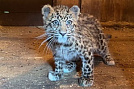 «Тигр» приютил детеныша леопарда 